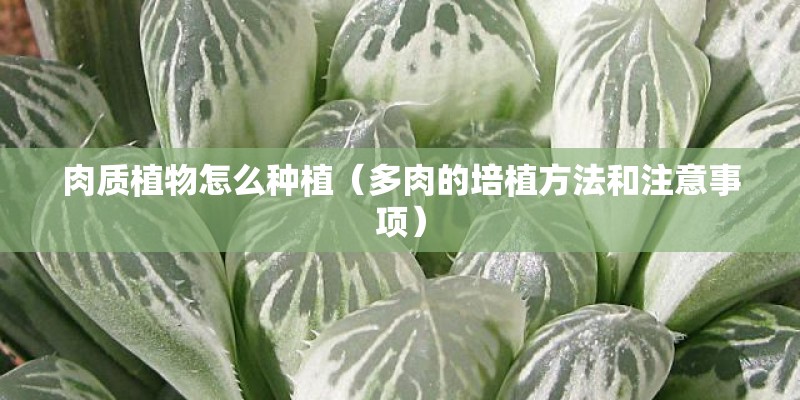 肉质植物怎么种植(多肉的培植方法和注意事项) 肉质植物怎么种植(多肉的培植方法和注意事项)