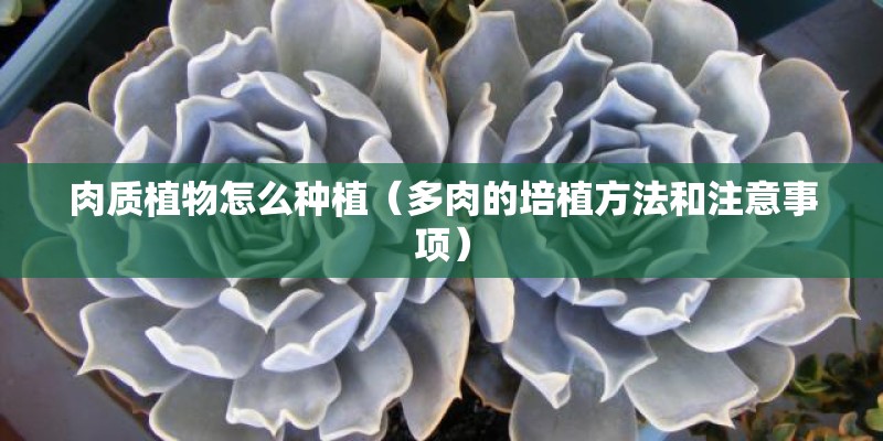 肉质植物怎么种植(多肉的培植方法和注意事项) 肉质植物怎么种植(多肉的培植方法和注意事项)