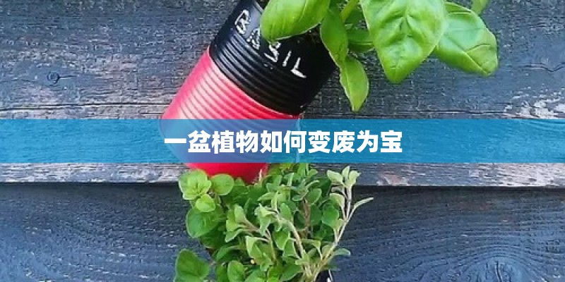 一盆植物如何变废为宝
