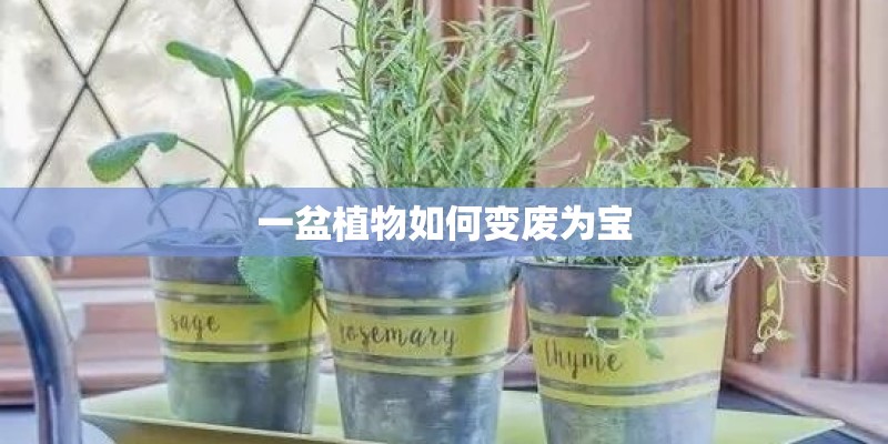 一盆植物如何变废为宝