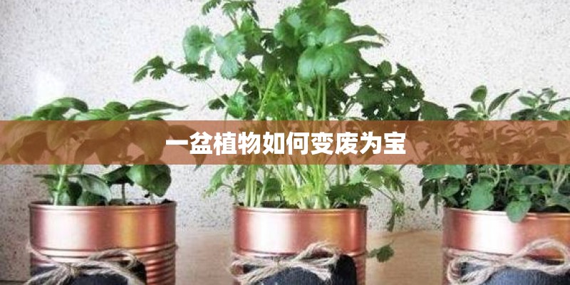 一盆植物如何变废为宝