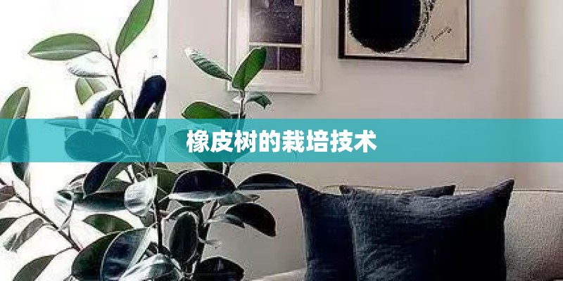 橡皮树的栽培技术