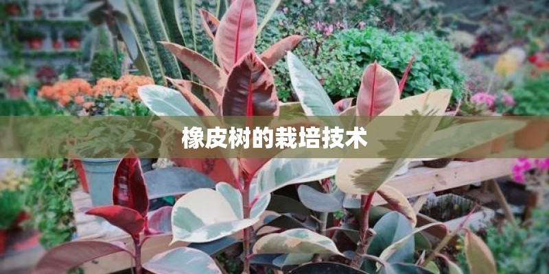 橡皮树的栽培技术
