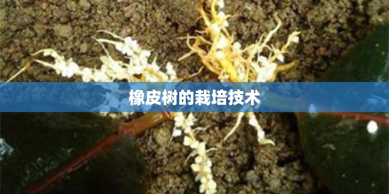橡皮树的栽培技术