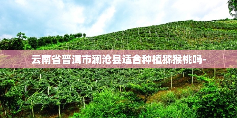 云南省普洱市澜沧县适合种植猕猴桃吗-