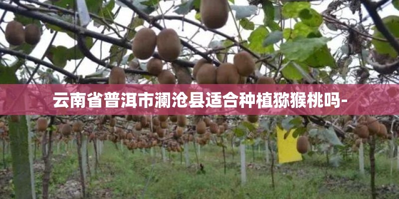 云南省普洱市澜沧县适合种植猕猴桃吗-