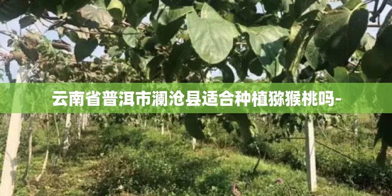 云南省普洱市澜沧县适合种植猕猴桃吗-