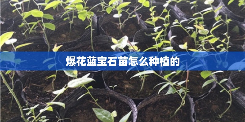 爆花蓝宝石苗怎么种植的 爆花蓝宝石苗怎么种植的