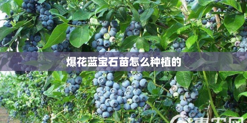 爆花蓝宝石苗怎么种植的 爆花蓝宝石苗怎么种植的