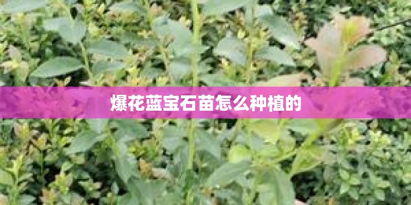 爆花蓝宝石苗怎么种植的 爆花蓝宝石苗怎么种植的