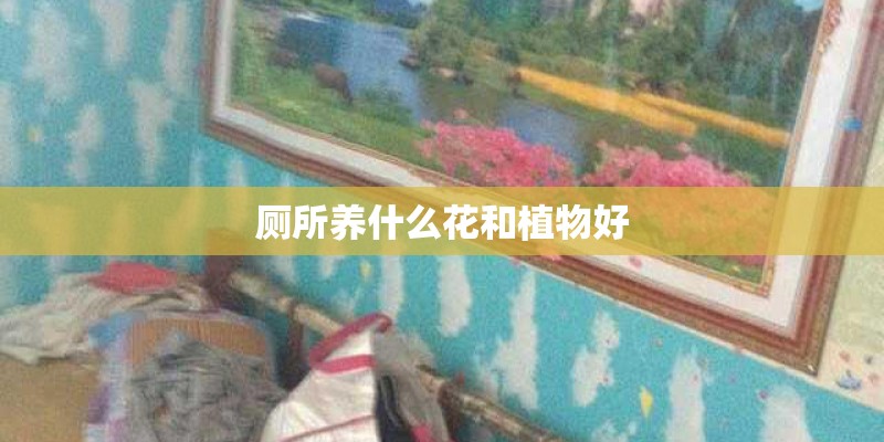 厕所养什么花和植物好