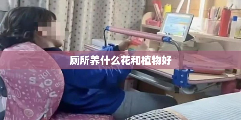 厕所养什么花和植物好