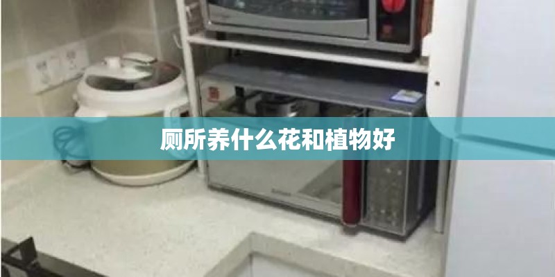 厕所养什么花和植物好