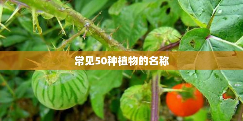 常见50种植物的名称
