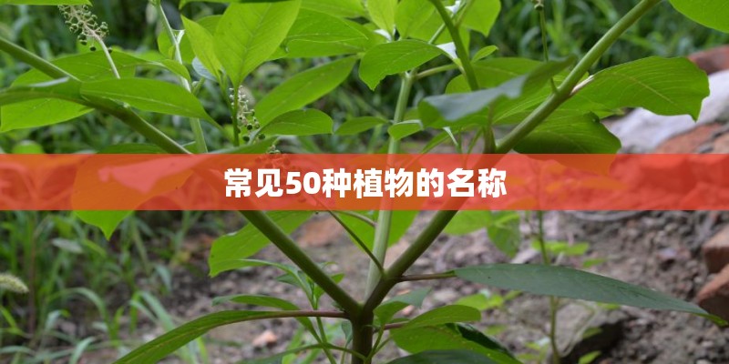 常见50种植物的名称