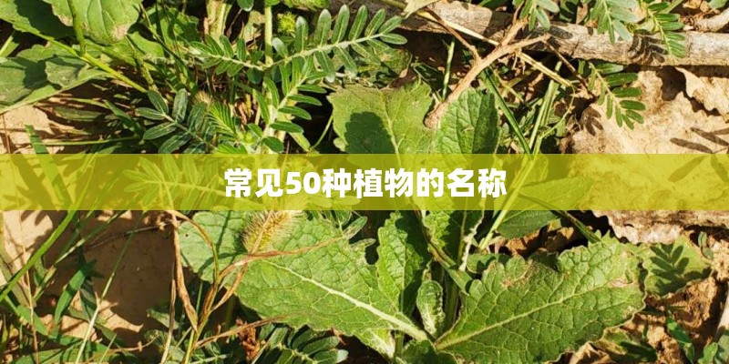 常见50种植物的名称