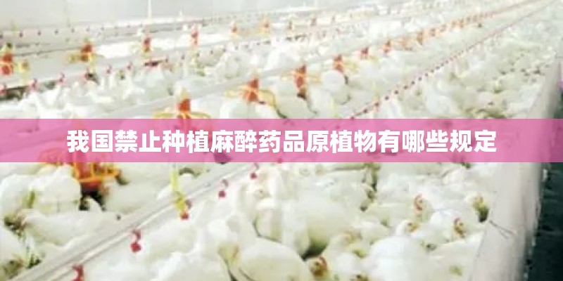 我国禁止种植麻醉药品原植物有哪些规定