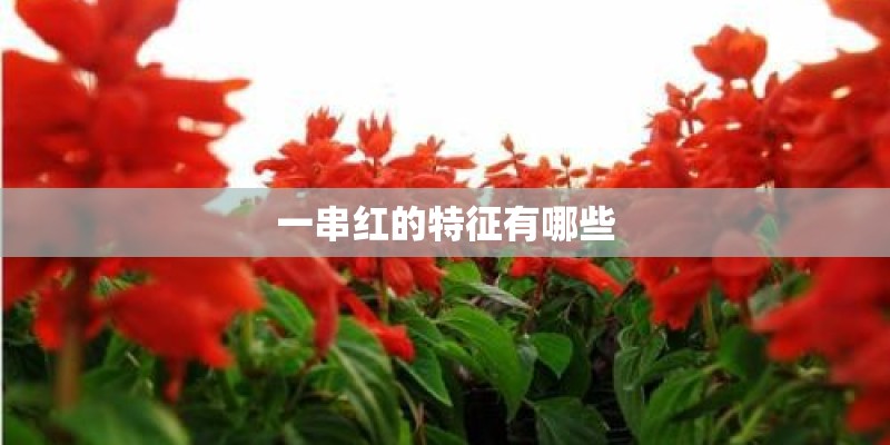 一串红的特征有哪些