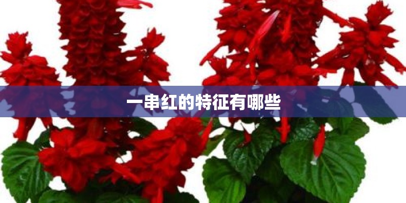 一串红的特征有哪些