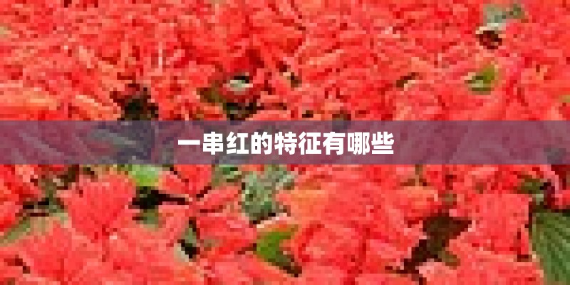 一串红的特征有哪些