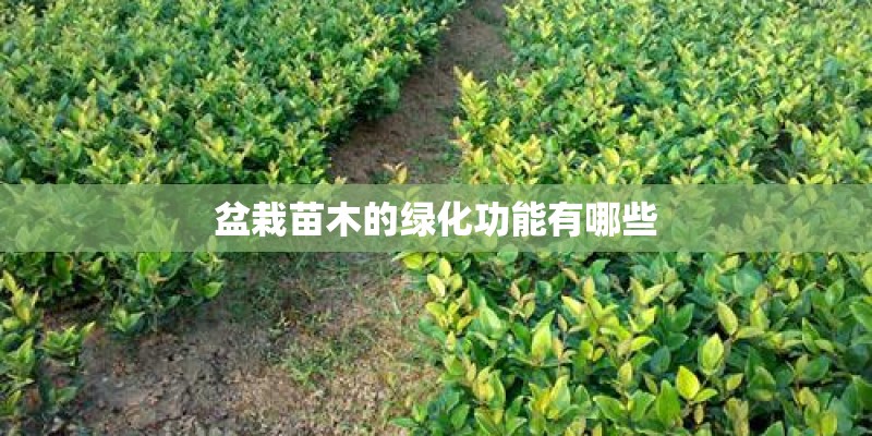 盆栽苗木的绿化功能有哪些 盆栽苗木的绿化功能有哪些