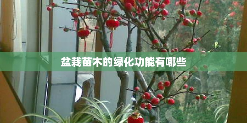 盆栽苗木的绿化功能有哪些 盆栽苗木的绿化功能有哪些