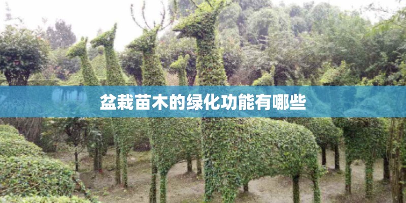盆栽苗木的绿化功能有哪些 盆栽苗木的绿化功能有哪些