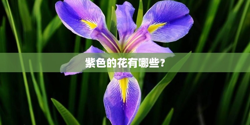 紫色的花有哪些？