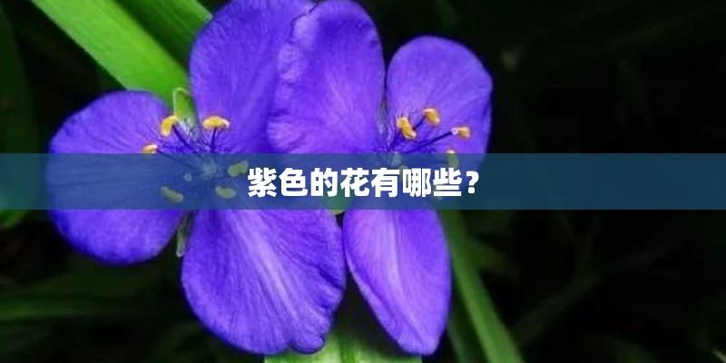 紫色的花有哪些？