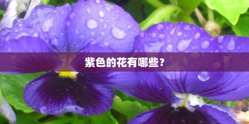 紫色的花有哪些？