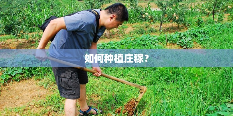如何种植庄稼？