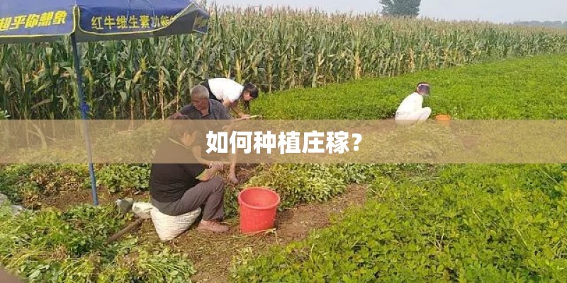 如何种植庄稼？