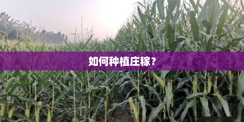 如何种植庄稼？