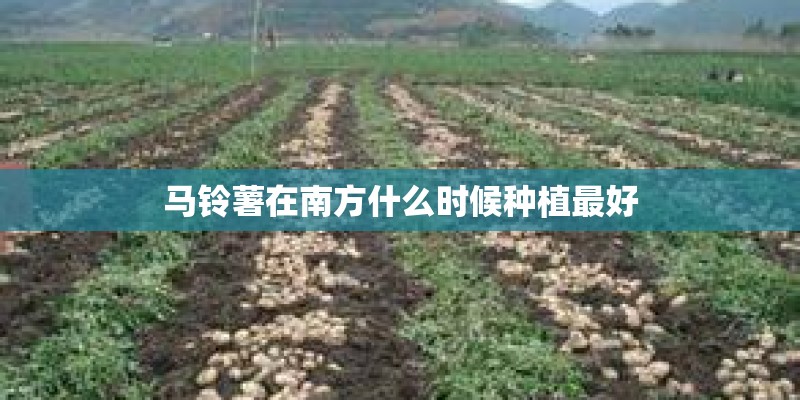 马铃薯在南方什么时候种植最好 马铃薯在南方什么时候种植最好