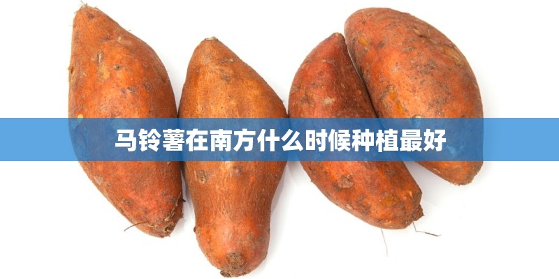 马铃薯在南方什么时候种植最好 马铃薯在南方什么时候种植最好