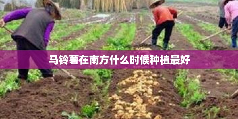 马铃薯在南方什么时候种植最好 马铃薯在南方什么时候种植最好