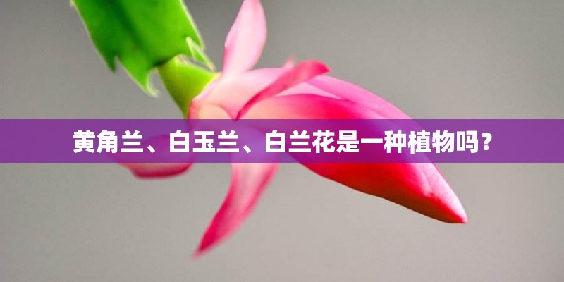 黄角兰、白玉兰、白兰花是一种植物吗？