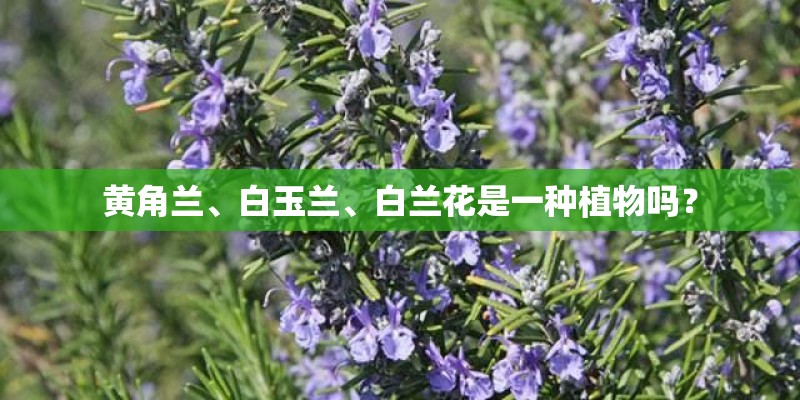黄角兰、白玉兰、白兰花是一种植物吗？