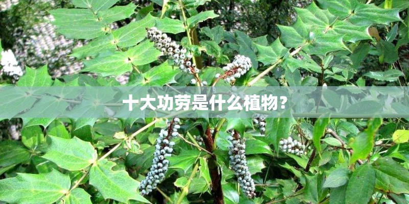 十大功劳是什么植物？