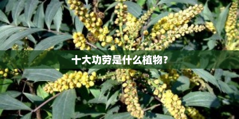 十大功劳是什么植物？