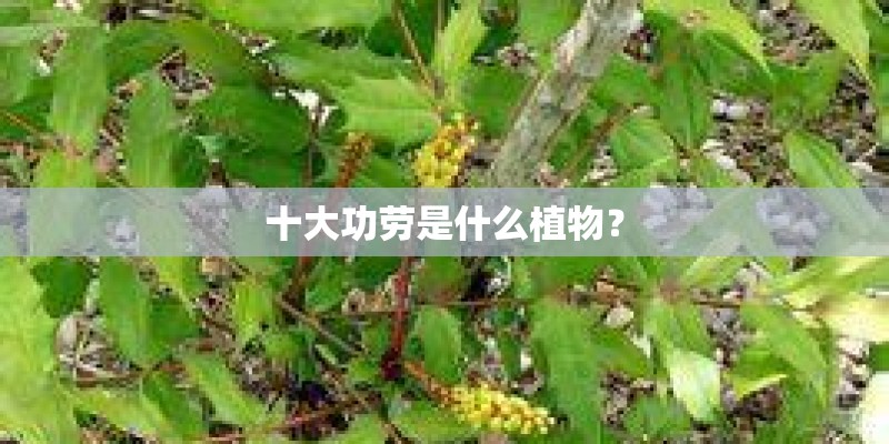 十大功劳是什么植物？