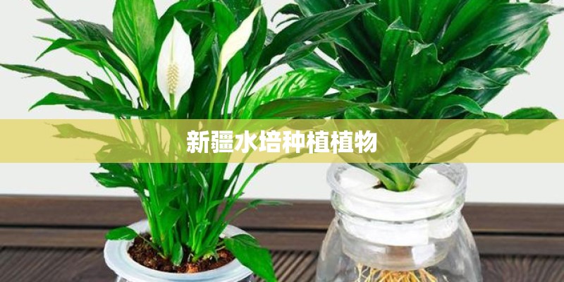 新疆水培种植植物