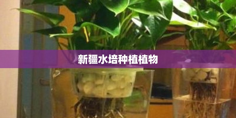 新疆水培种植植物