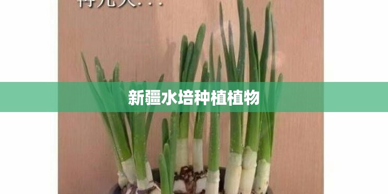 新疆水培种植植物