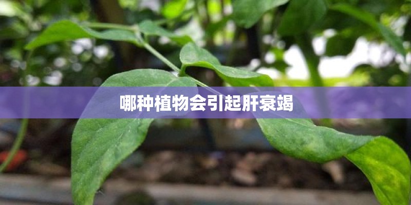 哪种植物会引起肝衰竭