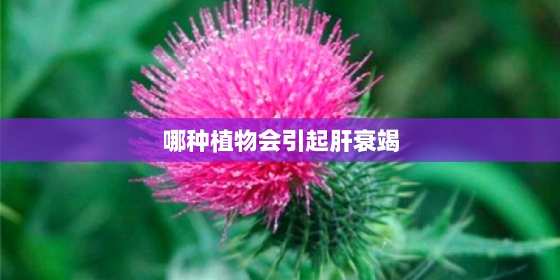 哪种植物会引起肝衰竭