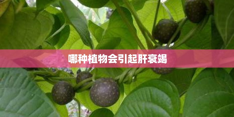 哪种植物会引起肝衰竭