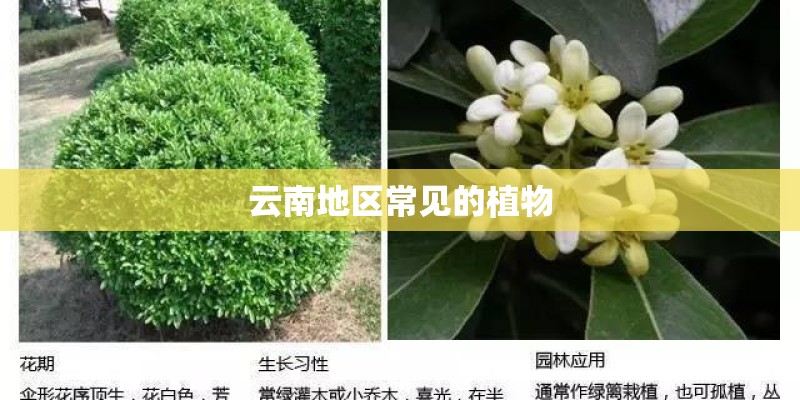 云南地区常见的植物