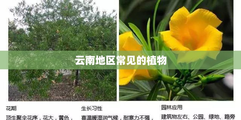 云南地区常见的植物