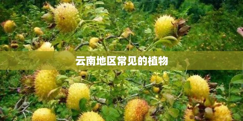 云南地区常见的植物